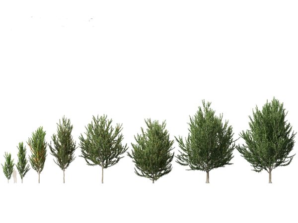 Northern Forest Trees Pack 19 - Image 4