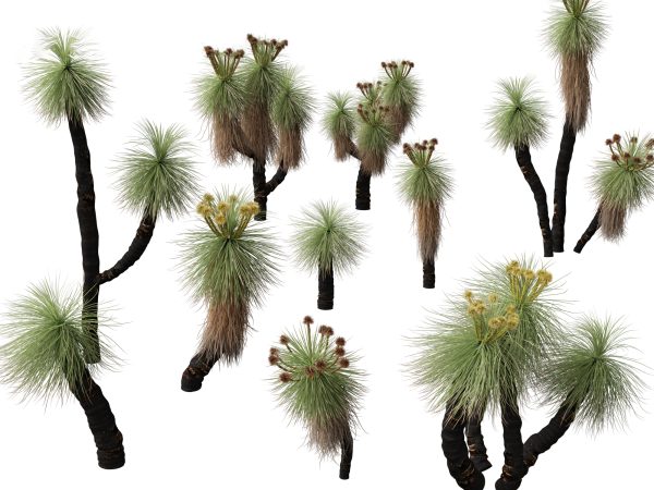Ornamental Grasses & Groundcovers Pack 48 - Image 10