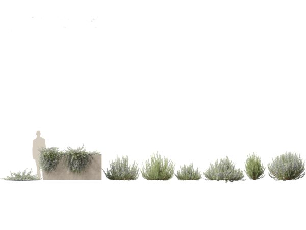 Mediterranean Garden Trees Pack 03 - Image 4