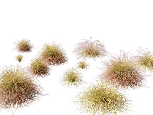 Decorative Ornamental Grasses Pack 29 - Image 2