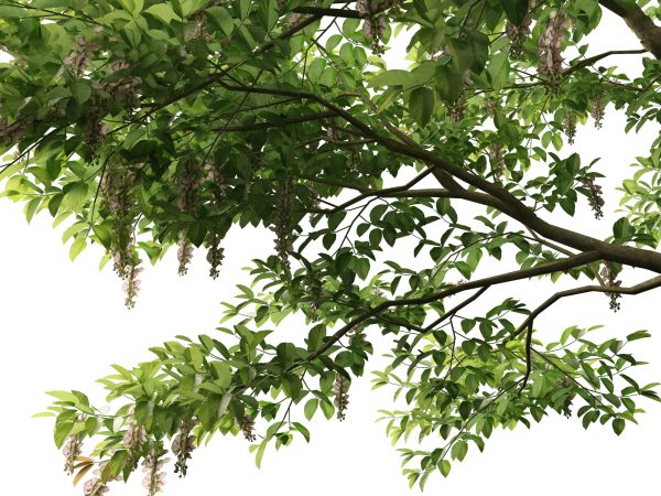 Temperate Flowering Shrubs & Trees Pack 54 - Image 22