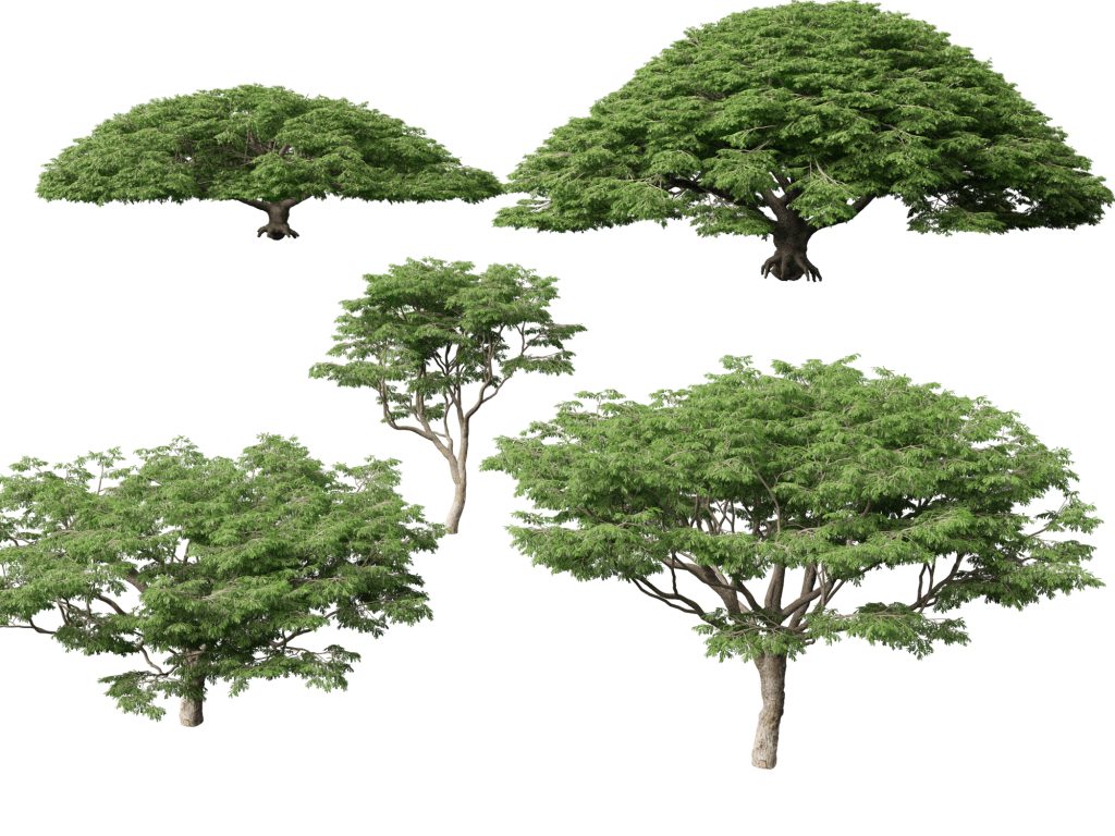 Samanea saman - Rain Tree - 3DGardenPlants