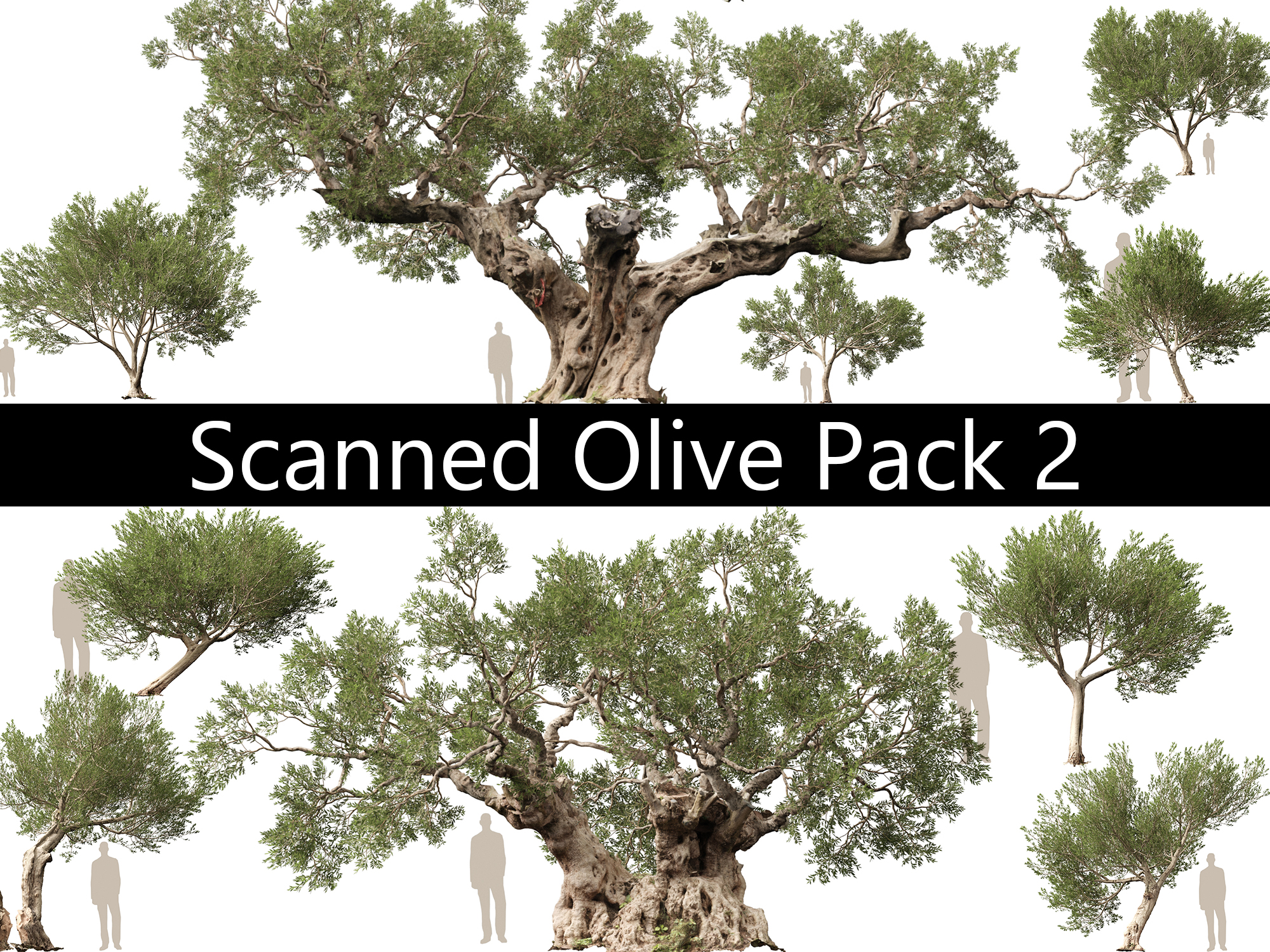 Scanned Olea europaea - Common olive Pack (09-19)