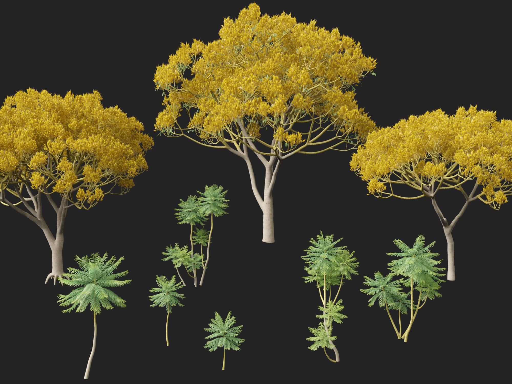 Schizolobium parahyba - Brazilian Fern Tree - Image 5