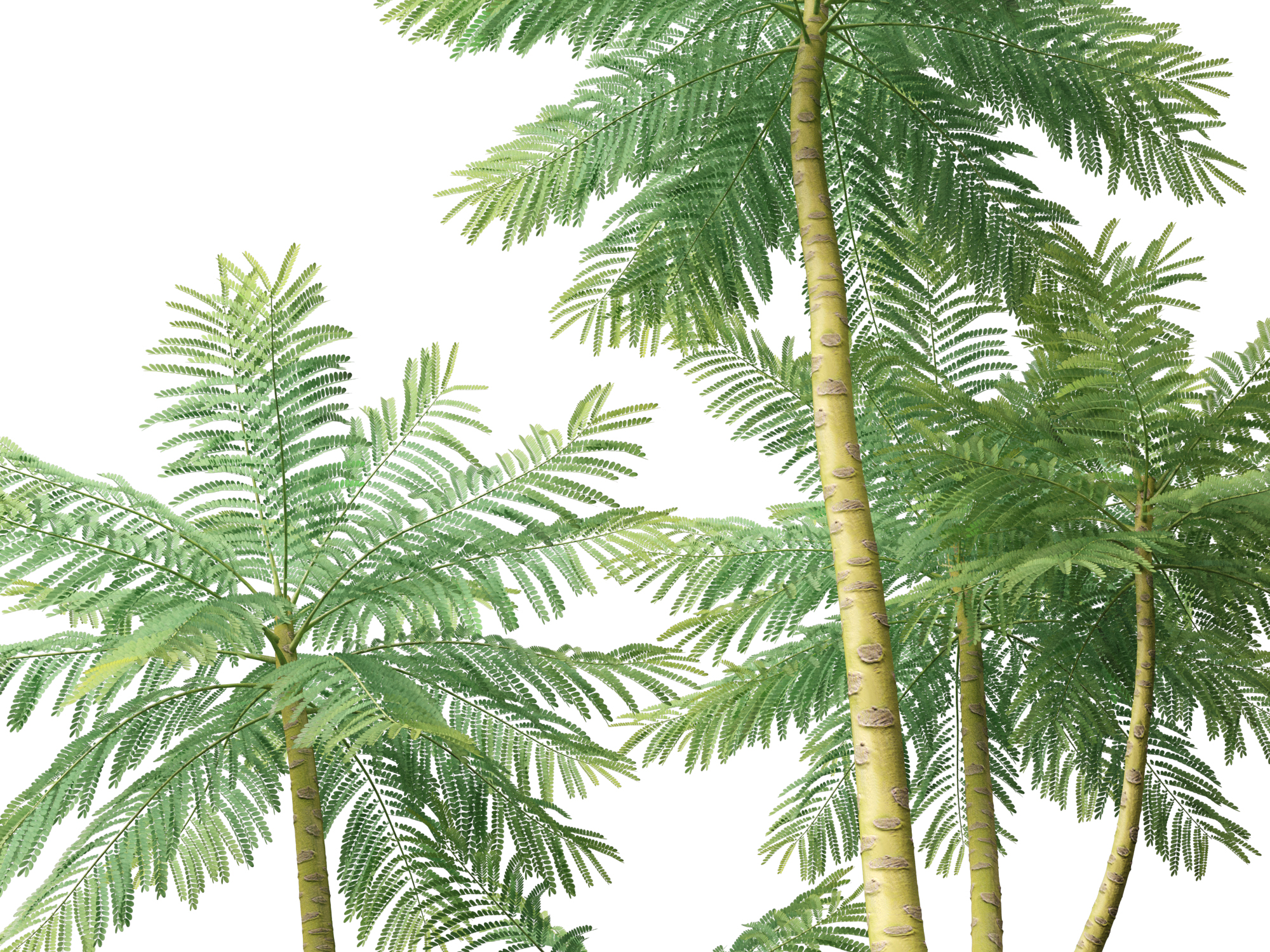 Schizolobium parahyba - Brazilian Fern Tree - Image 4