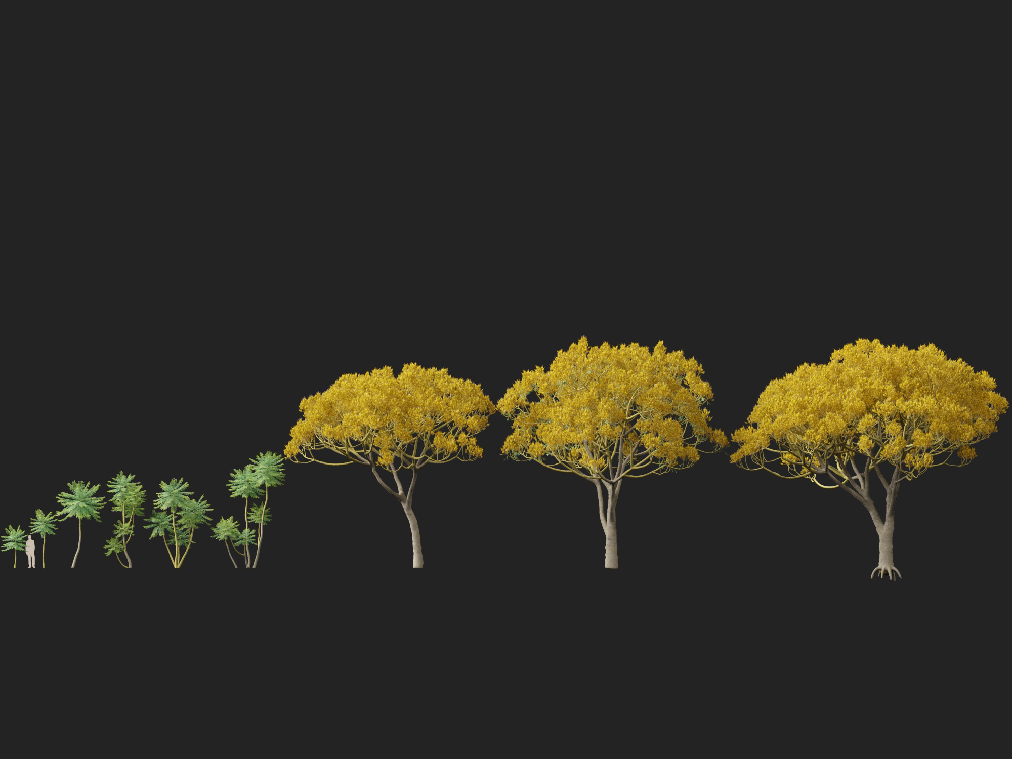 Schizolobium parahyba - Brazilian Fern Tree - Image 13