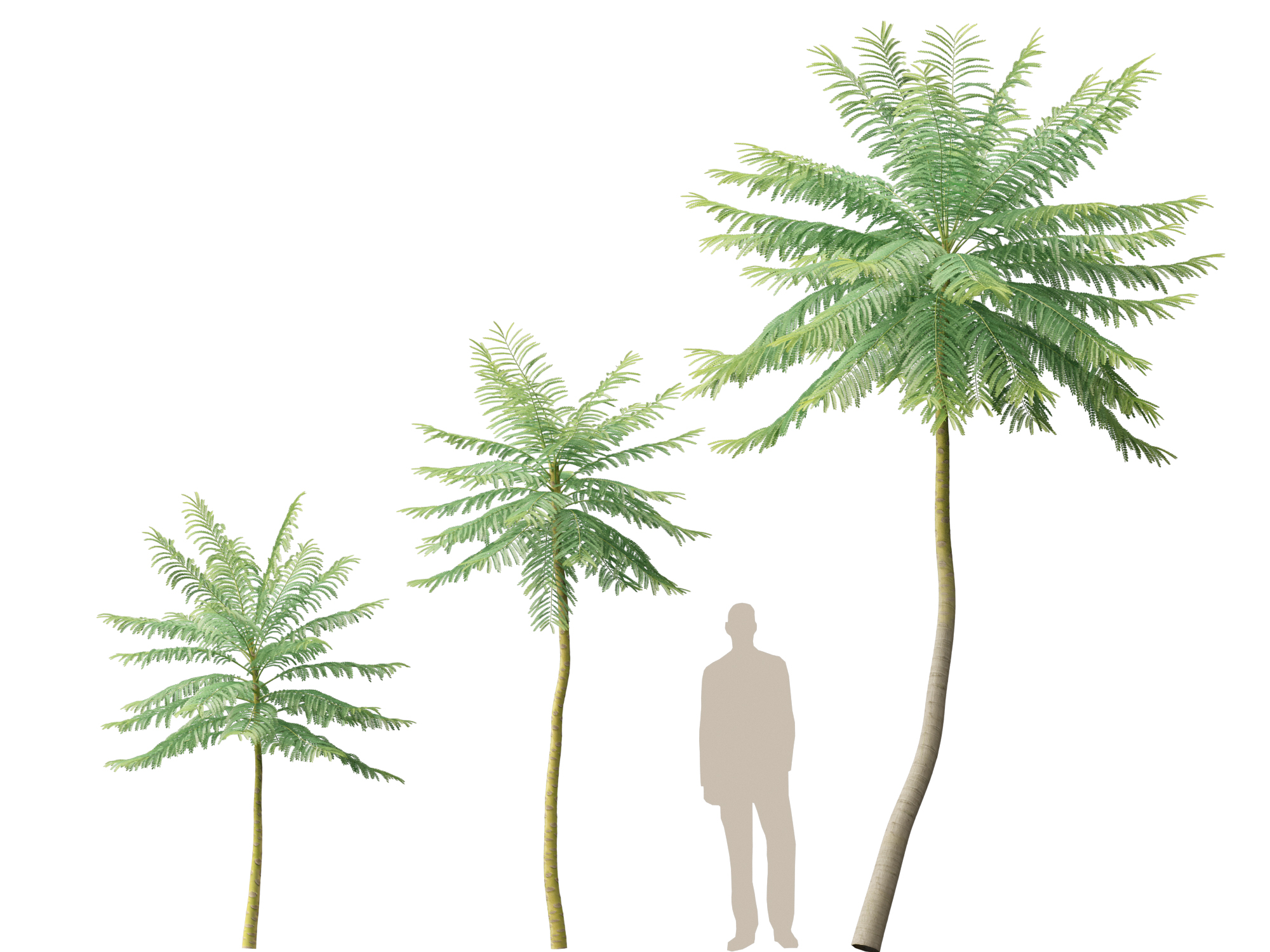 Schizolobium parahyba - Brazilian Fern Tree - Image 12