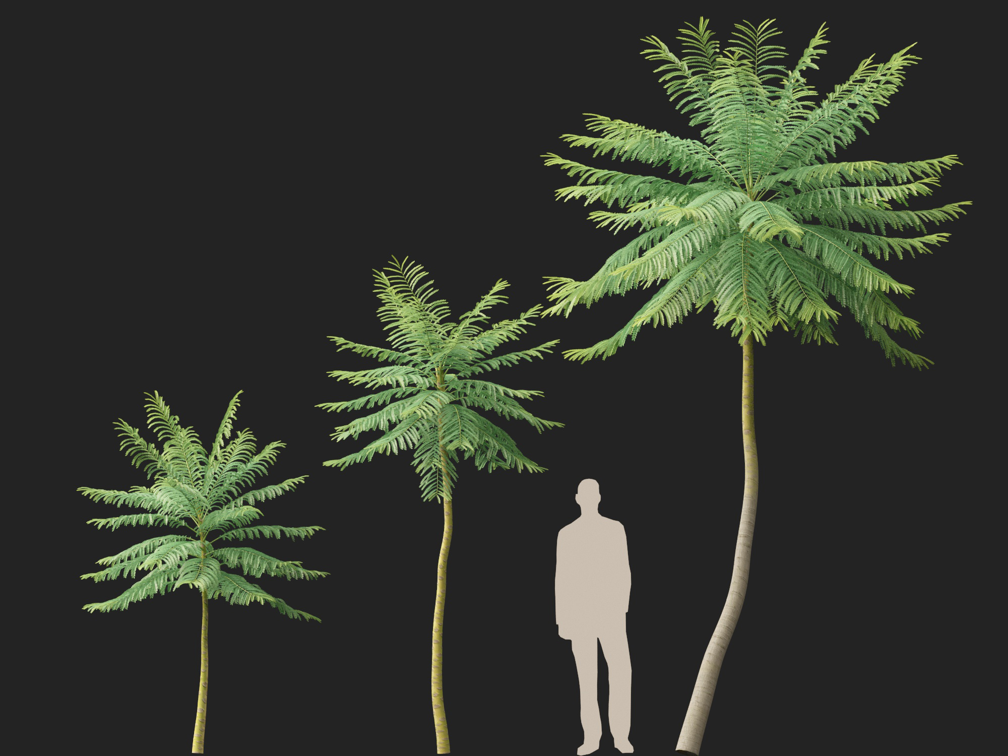 Schizolobium parahyba - Brazilian Fern Tree - Image 11