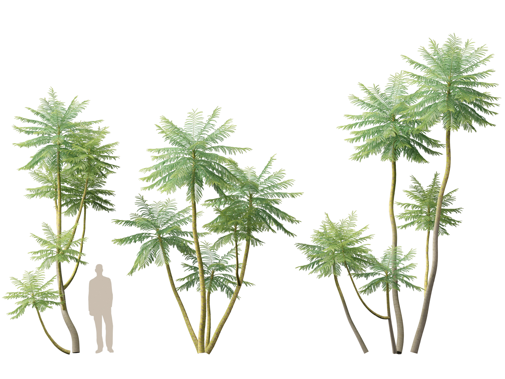 Schizolobium parahyba - Brazilian Fern Tree - Image 10