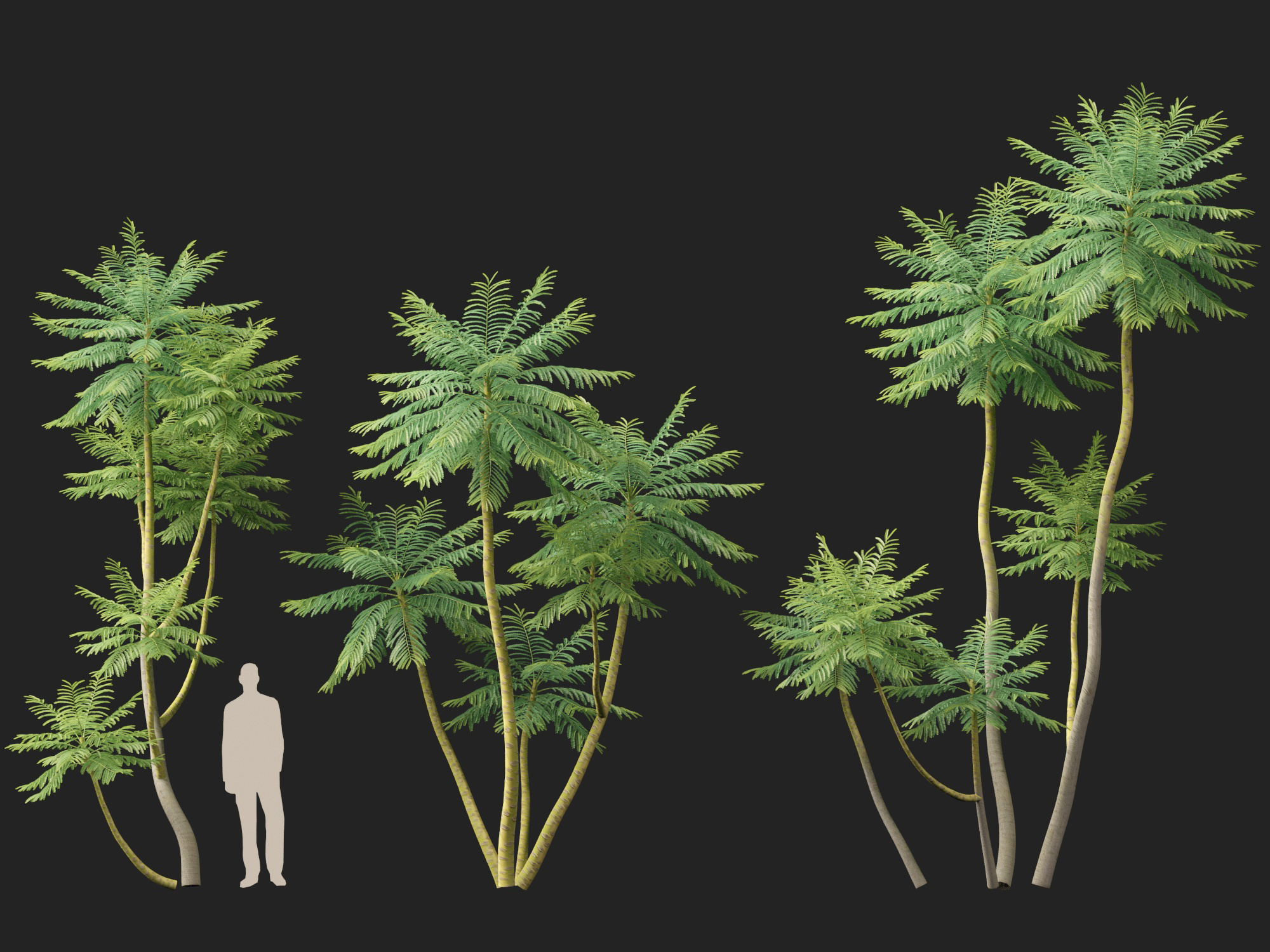 Schizolobium parahyba - Brazilian Fern Tree - Image 9