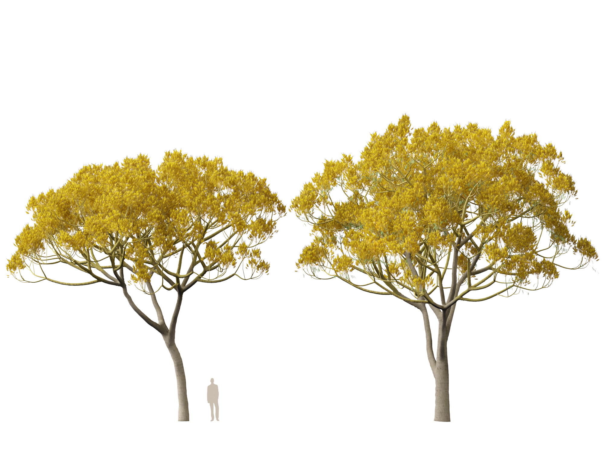 Schizolobium parahyba - Brazilian Fern Tree - Image 8