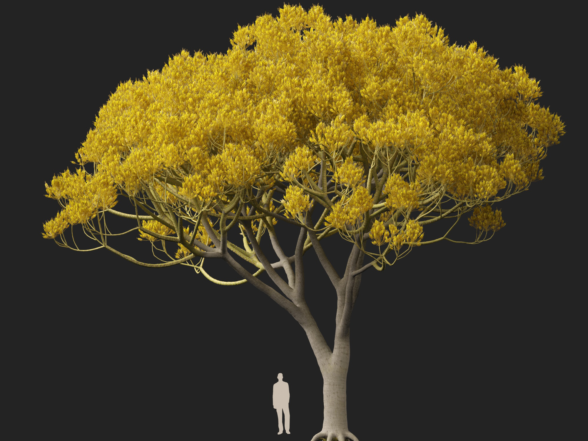 Schizolobium parahyba - Brazilian Fern Tree - Image 6