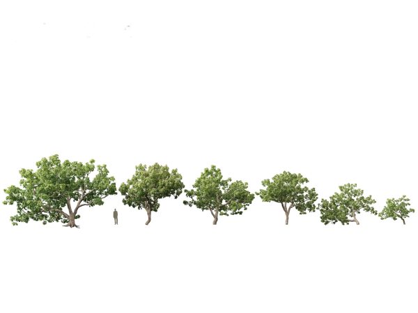 Tropical & Subtropical Trees Pack 46 - Image 22