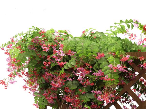 Exotic Vines & Climbers Pack 37 - Image 19