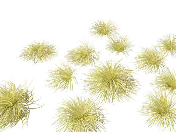 Aquatic & Pond Plants Pack 09 - Image 3