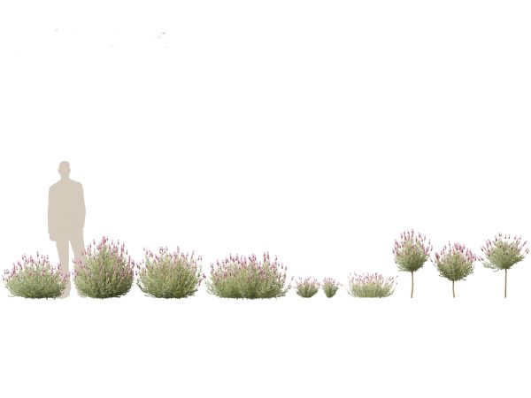 Mediterranean Garden Trees Pack 03 - Image 11