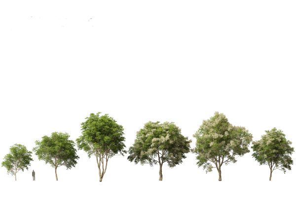 European Broadleaf Trees Pack 17 - Image 10