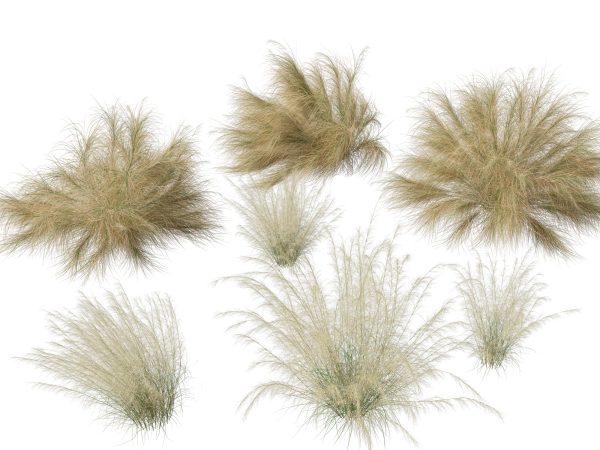 Decorative Ornamental Grasses Pack 29 - Image 3