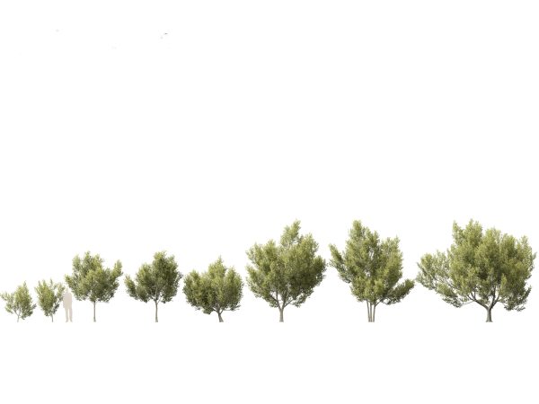 Tropical & Subtropical Trees Pack 46 - Image 14