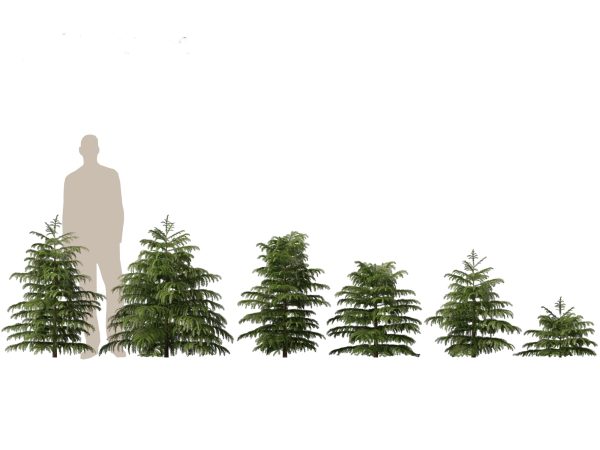 Pines, Cedars & Conifers Pack 22 - Image 6