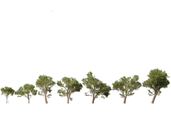 Pines, Cedars & Conifers Pack 22 - Image 12