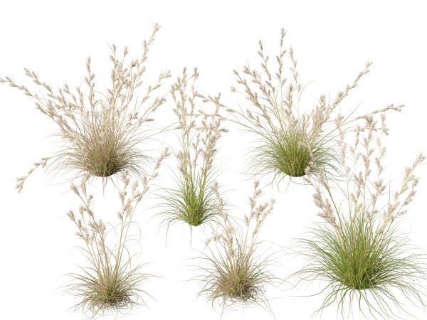 Ornamental Grasses & Groundcovers Pack 48 - Image 6