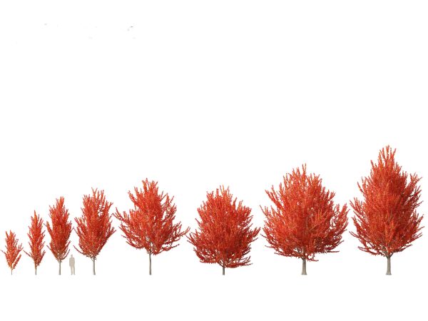North American Trees & Shrubs Pack 43 - Image 3