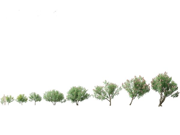 Temperate Flowering Shrubs & Trees Pack 54 - Image 6