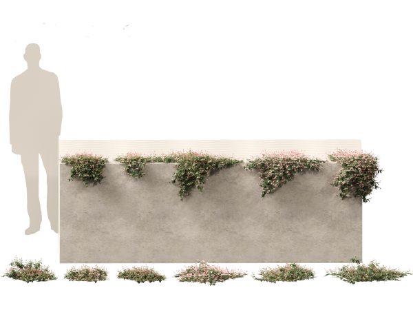 Temperate Flowering Shrubs & Trees Pack 54 - Image 18