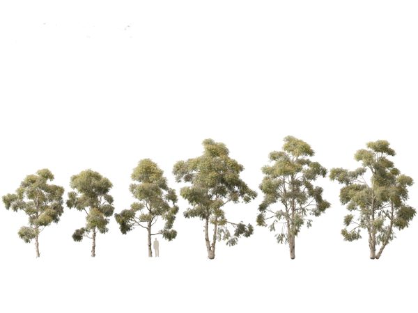 Australian Native Trees Pack 31 - Image 18