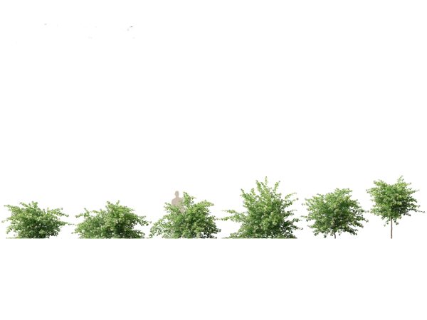 North American Trees & Shrubs Pack 43 - Image 15