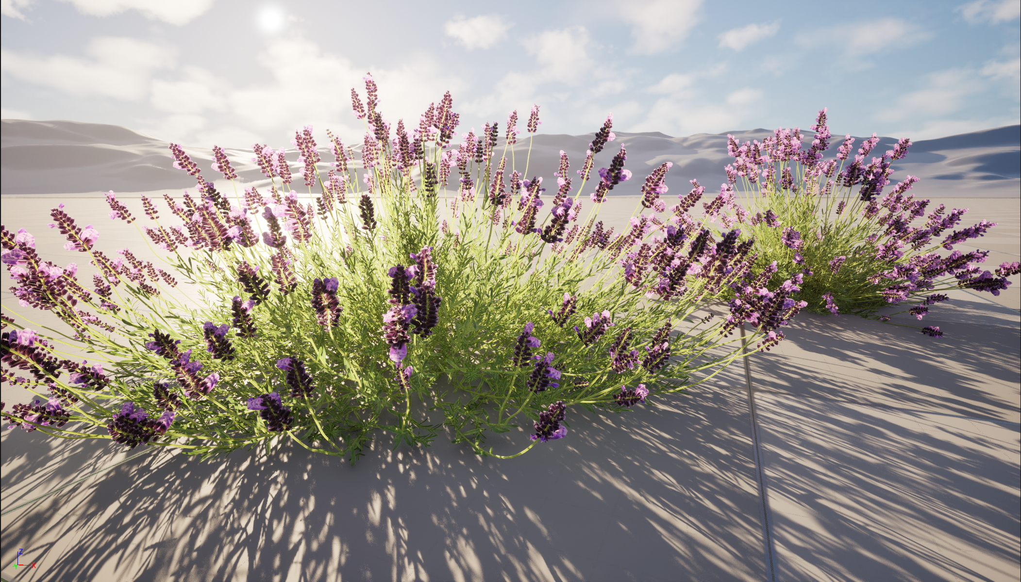 UE5 Wind Plants - Lavandula angustifolia – English lavender (Nanite+Masked material) - Image 4
