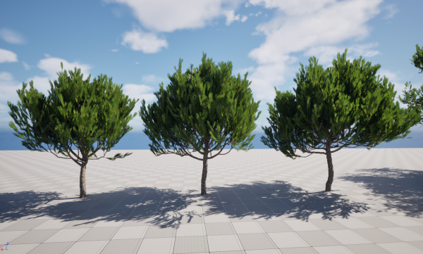 UE5 Wind Plants - Pinus pinea - Stone pine - Image 2