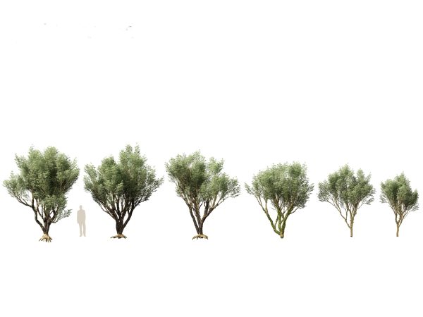 Tropical & Exotic Foliage Pack 49 - Image 15