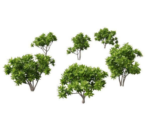 Tropical & Exotic Foliage Pack 49 - Image 8