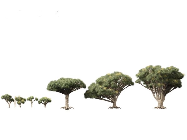Arid & Savanna Trees Pack 24 - Image 8