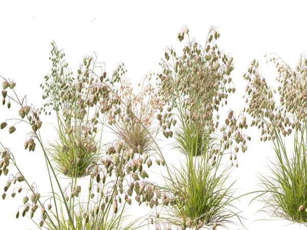 Elegant Garden Grasses Pack 38 - Image 6