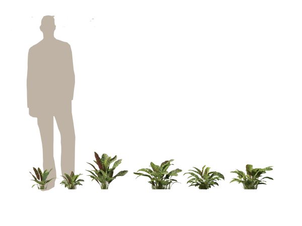 Tropical & Exotic Foliage Pack 49 - Image 2