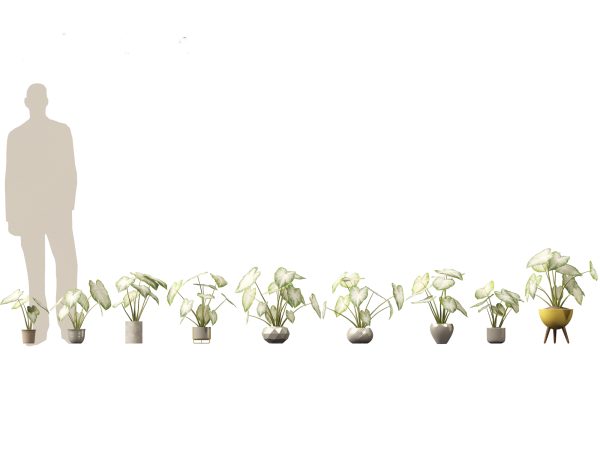 Decorative Indoor Plants Essentials Pack 41 - Image 5