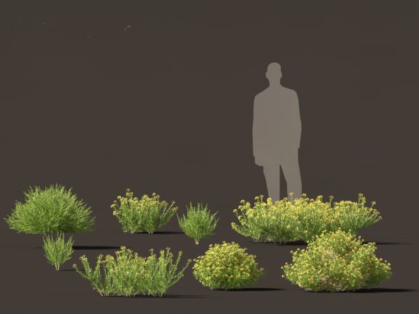 Mediterranean & Arid Plants Pack 44 - Image 20