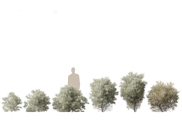 Arid & Savanna Trees Pack 24 - Image 15