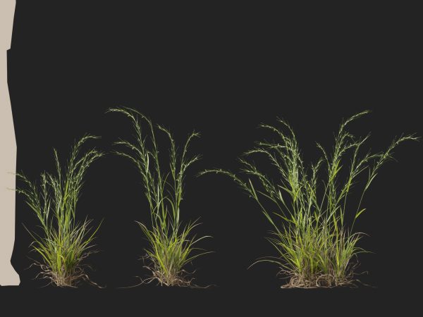 Microlaena stipoides - Weeping meadow grass 3D Model - Image 10