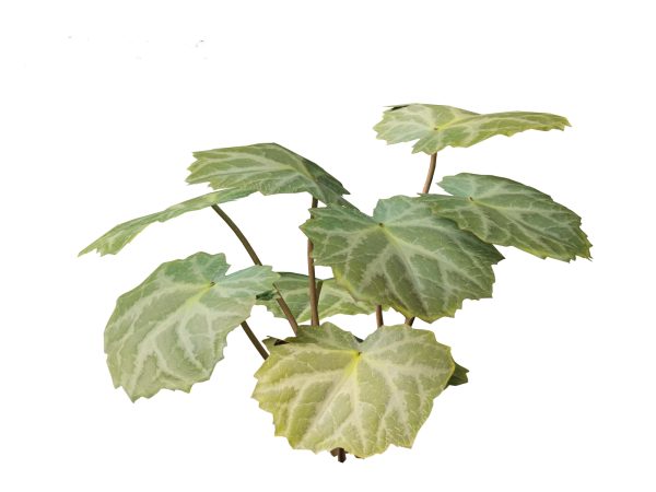 Aquatic & Wetland Plants Pack 45 - Image 15