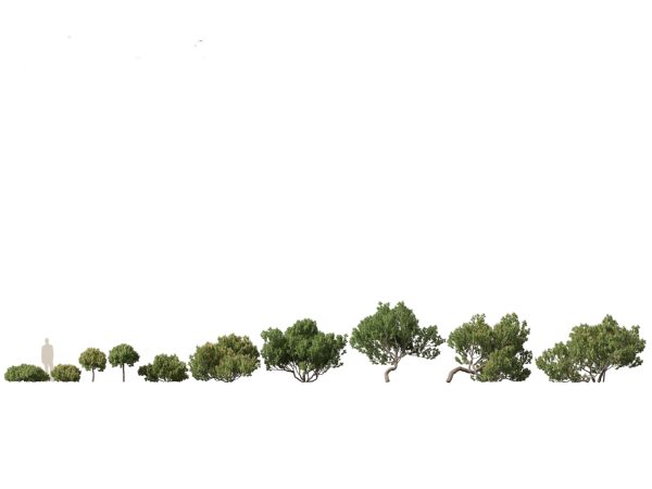 Evergreen Conifers Pack 05 - Image 8