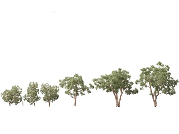 Australian Native Trees Pack 31 - Image 22