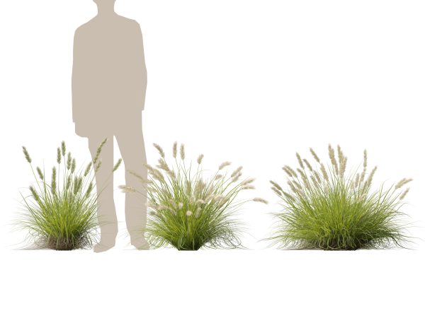Pennisetum alopecuroides Pennstripe – Swamp Foxtail Grass 3D Model - Image 9