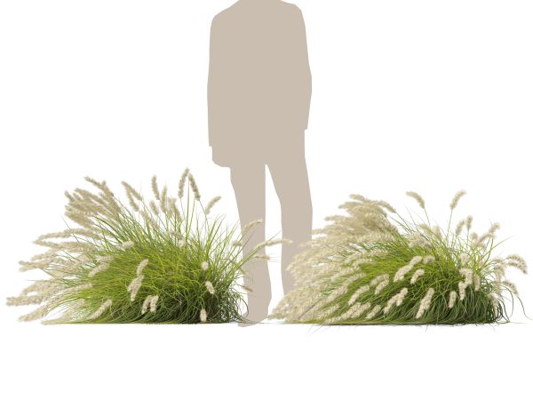 Pennisetum alopecuroides Pennstripe – Swamp Foxtail Grass 02 3D Model - Image 5