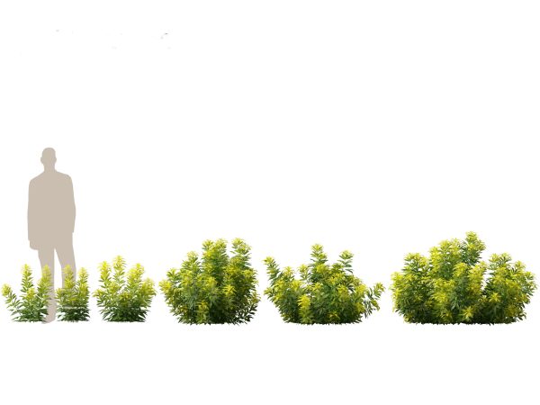 Flowering Garden Shrubs Pack 47 - Image 12