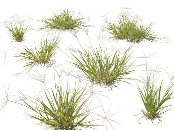 Ornamental Grasses & Groundcovers Pack 48 - Image 9