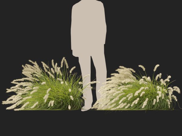 Pennisetum alopecuroides Pennstripe – Swamp Foxtail Grass 02 3D Model - Image 4